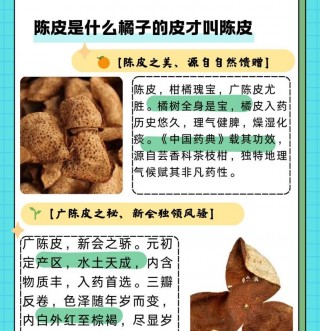 探讨广西陈皮的正宗性：广西陈皮到底算不算正宗陈皮？