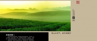陈皮普洱茶的功效、作用与禁忌症全解析