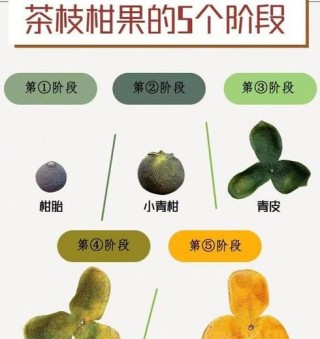 新会陈皮制作流程：从采果洗果到翻晒扫瓤全解析