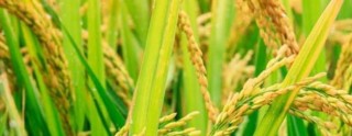 陈皮荷叶茶的功效与制作方法：降脂减肥、化痰止咳效果显著