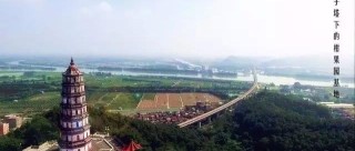 西甲小青柑：新会柑的独特魅力与产地特色