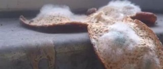趣说陈皮文化：分享区分新会陈皮白霜与发霉的方法