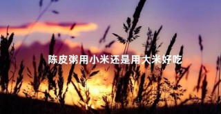 陈皮粥用小米还是大米？揭秘最佳选择与健康功效