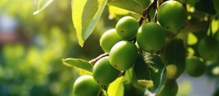 青梅的多种食用方法：从蜜饯到果酱，探索苏浙与上海蜜饯的三大流派