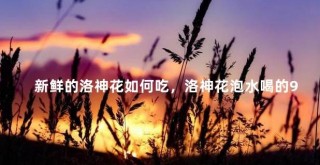洛神花水果茶制作方法及食用禁忌，湿气重可否饮用洛神花茶