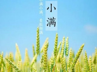 陈皮水鸭 小满节气养生指南：祛火除湿，健脾养心，迎接美满夏天