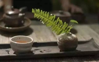 冬季养生：养肺为主，老白茶煮陈皮是佳选