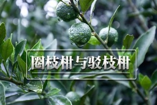 新会柑：圈枝柑与驳枝柑的区别及种植方式解析