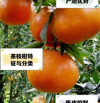 晒陈皮用什么柑橘？茶枝柑、瓯柑等品种解析与食用用途大全