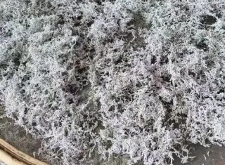 莓茶的功效与作用禁忌及价格，你知道多少？