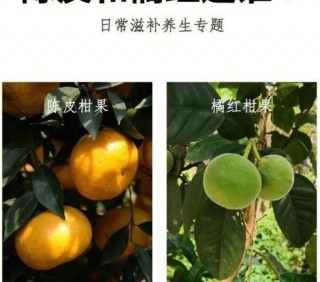 化橘红和陈皮的区别有哪些？一文带你详细了解