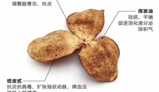 陈皮在中医内科的广泛应用及其抗癌、抗肿瘤等多重功效研究