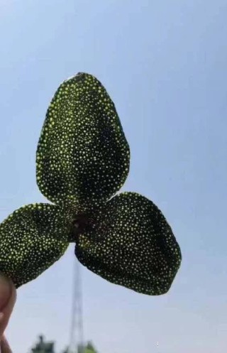 新会陈皮的小妙用：DIY 陈皮香囊，提升生活品质