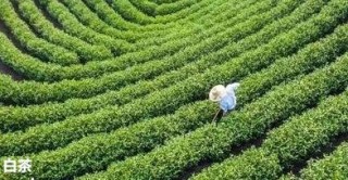 如何鉴别陈皮白茶的好坏？掌握外观、香气与口感的鉴别技巧