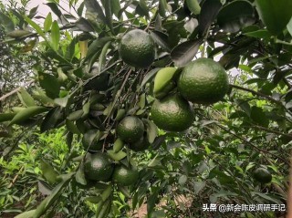 新会陈皮产地深度解读：市场龙蛇混杂，爱好者亲自收柑皮