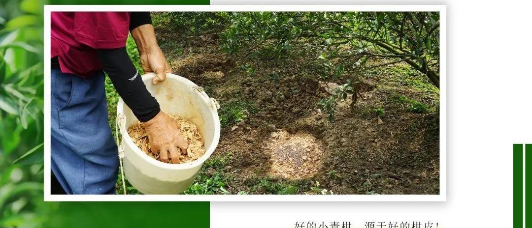2022 小青柑开采上市，如何辨别优劣，放心购买？