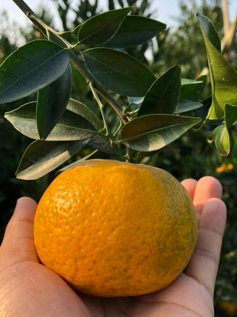 夏至后天气炎热，广东汤水文化中的陈皮你了解多少？