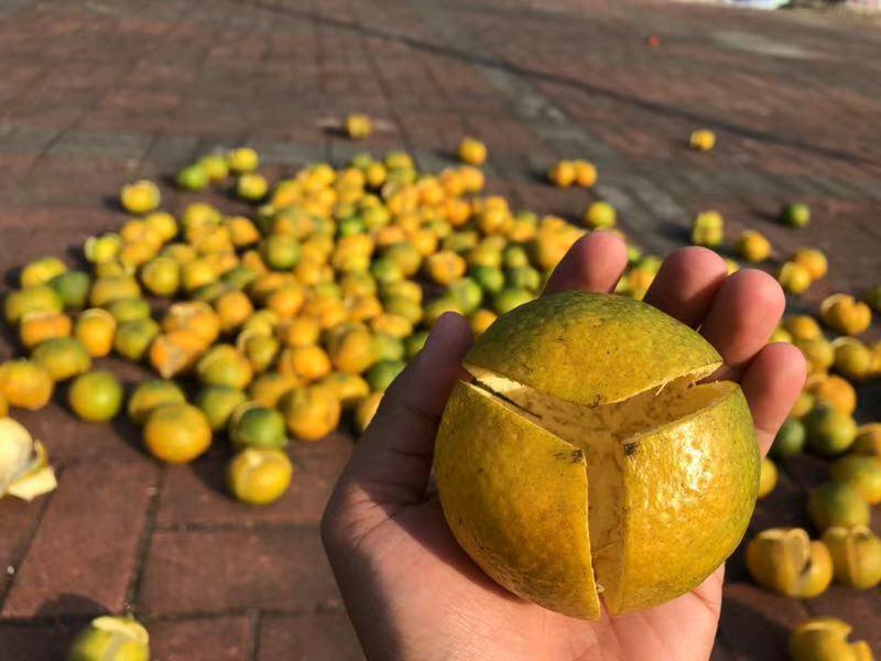 夏至后天气炎热，广东汤水文化中的陈皮你了解多少？