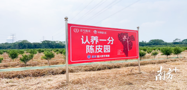 盟大集团与壹号陈皮公司强强联合，助推新会陈皮产业高质量发展