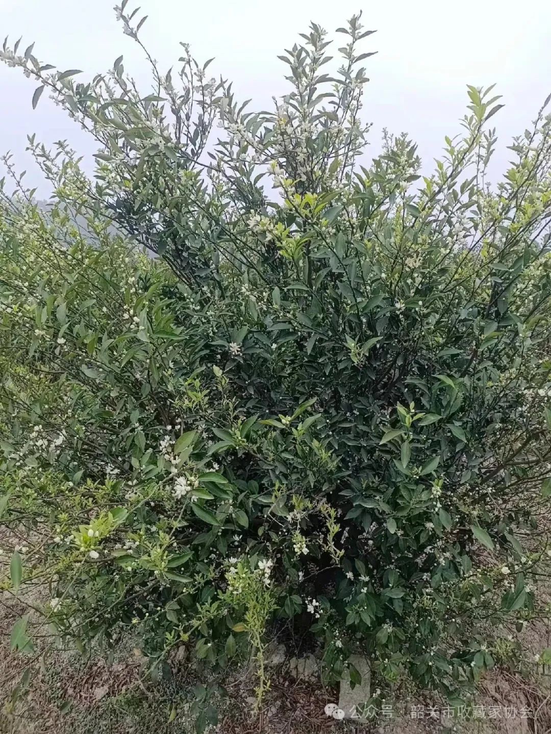 陈皮：药食同源的百果之长，营养丰富且具多种药用功效