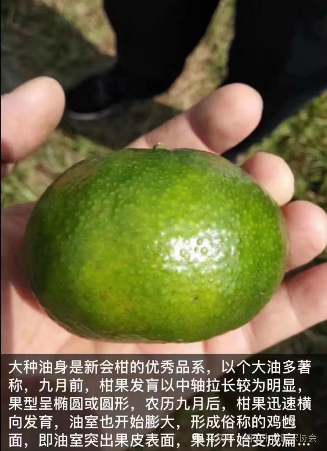 陈皮：药食同源的百果之长，营养丰富且具多种药用功效