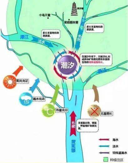 广东新会陈皮为何能成为十大广药之首？
