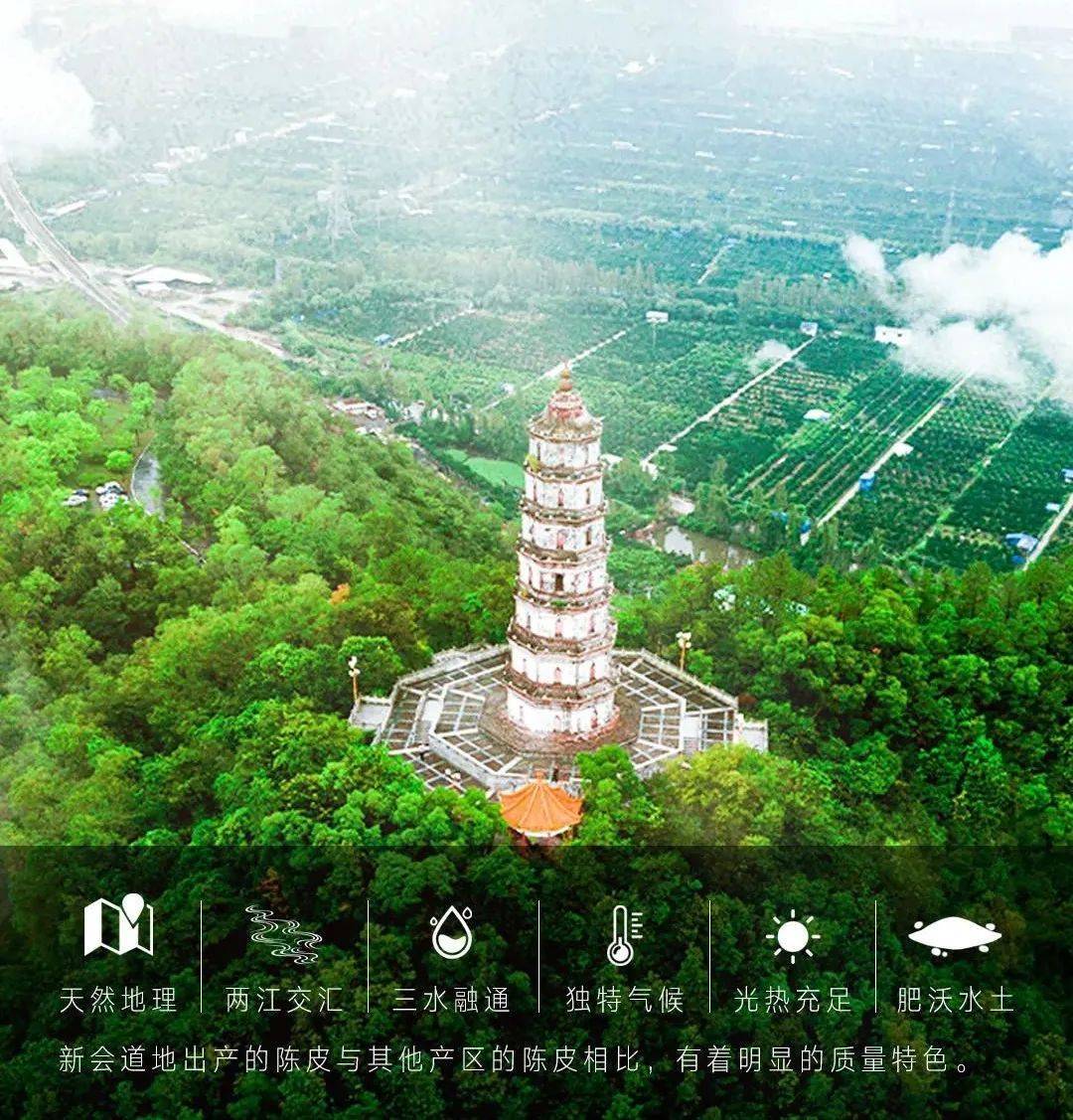 广东新会陈皮为何能成为十大广药之首？