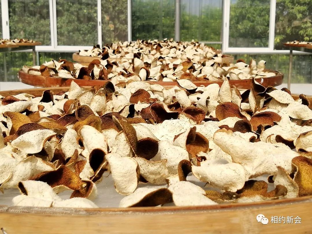 新会陈皮产业小镇举行招商启动仪式，助力陈皮产业高质量发展