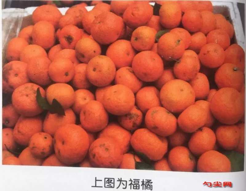 广东新会陈皮：三年陈化，香气浓烈，药性平和，理气化痰，健胃消食