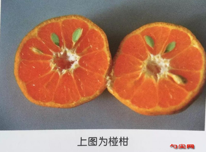 广东新会陈皮：三年陈化，香气浓烈，药性平和，理气化痰，健胃消食