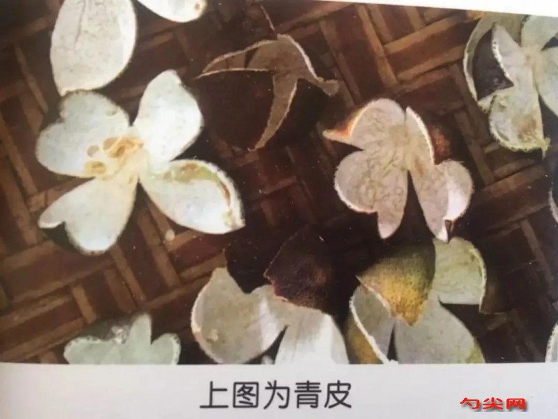 广东新会陈皮：三年陈化，香气浓烈，药性平和，理气化痰，健胃消食