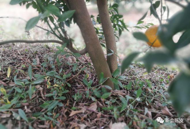 新会陈皮：药食同源的广陈皮精品，为何价格与品相差异大？