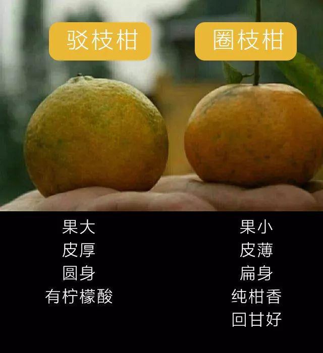 新会陈皮：药食同源的广陈皮精品，为何价格与品相差异大？