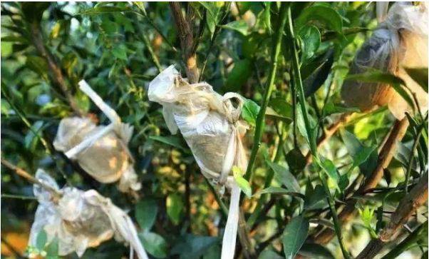 新会陈皮：药食同源的广陈皮精品，为何价格与品相差异大？