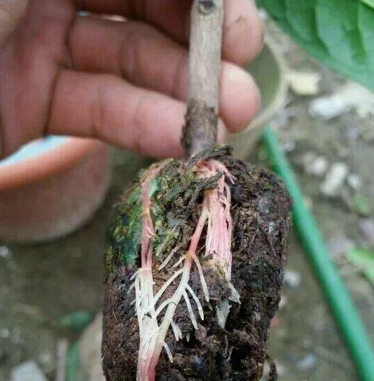 新会陈皮：药食同源的广陈皮精品，为何价格与品相差异大？