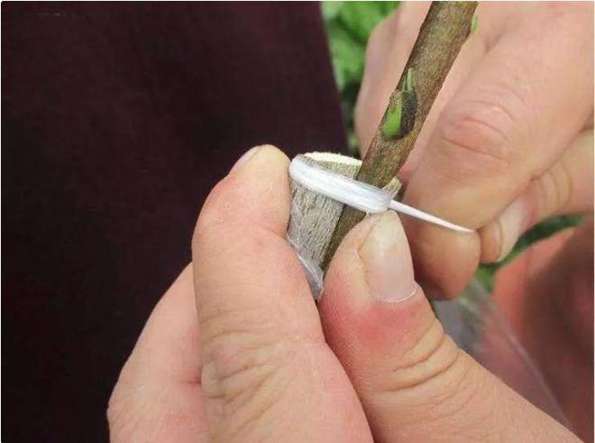 新会陈皮：药食同源的广陈皮精品，为何价格与品相差异大？
