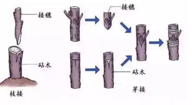 新会陈皮：药食同源的广陈皮精品，为何价格与品相差异大？