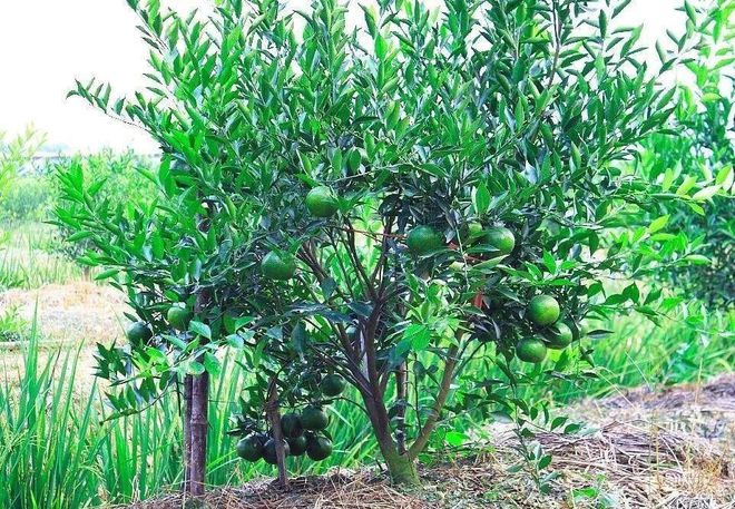 新会陈皮：药食同源的广陈皮精品，为何价格与品相差异大？