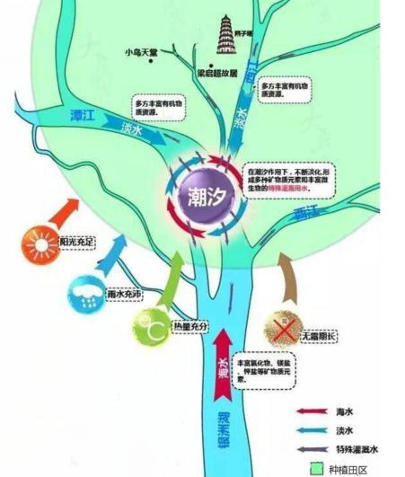 新会陈皮的道地性：种出来、陈出来、用出来的地方特产