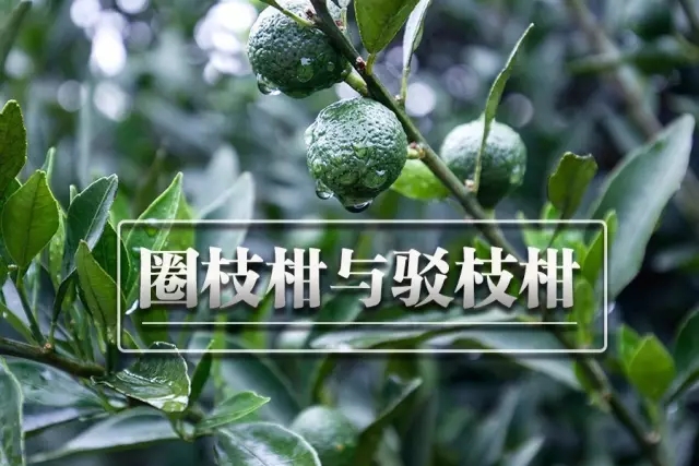 新会柑：圈枝柑与驳枝柑的区别及种植方式解析
