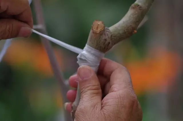 新会柑：圈枝柑与驳枝柑的区别及种植方式解析