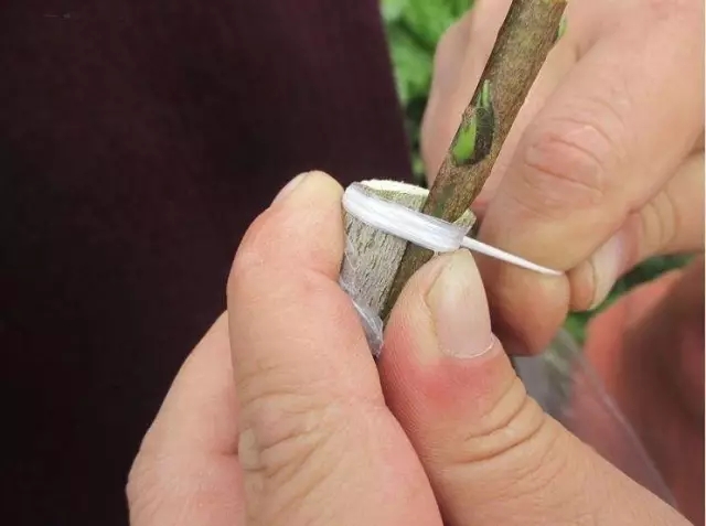 新会柑：圈枝柑与驳枝柑的区别及种植方式解析