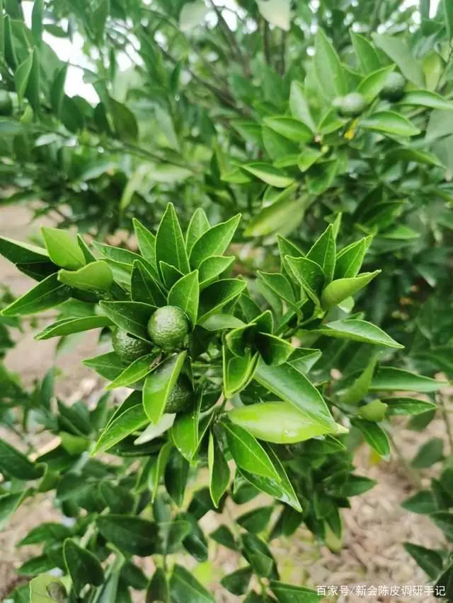 新会陈皮性价比高低应如何判断？年份并非唯一指标