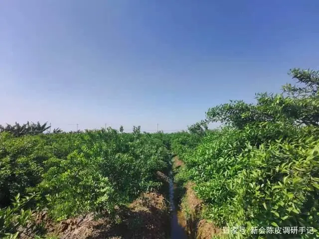 新会陈皮性价比高低应如何判断？年份并非唯一指标