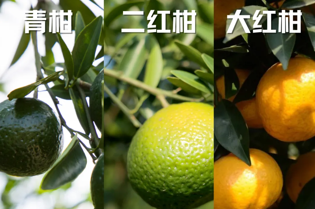 咳嗽嗓子疼不用怕，香港宝芝林黄金新会陈皮，10 年陈化，养生必备