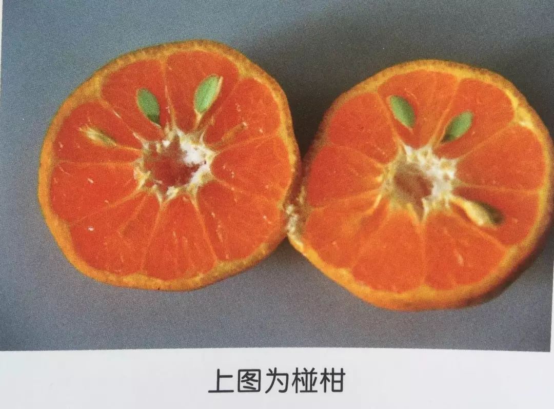 广陈皮才是正宗地道陈皮，你知道如何鉴别吗？