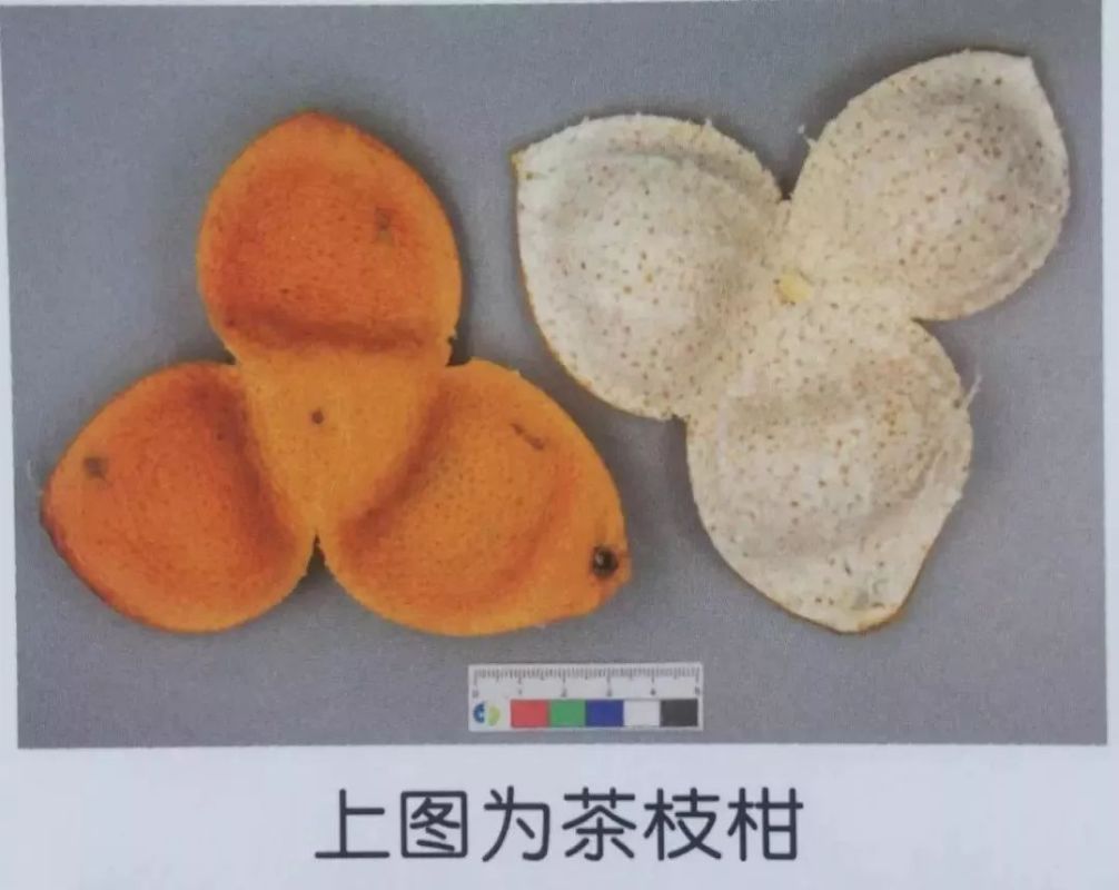 广陈皮才是正宗地道陈皮，你知道如何鉴别吗？