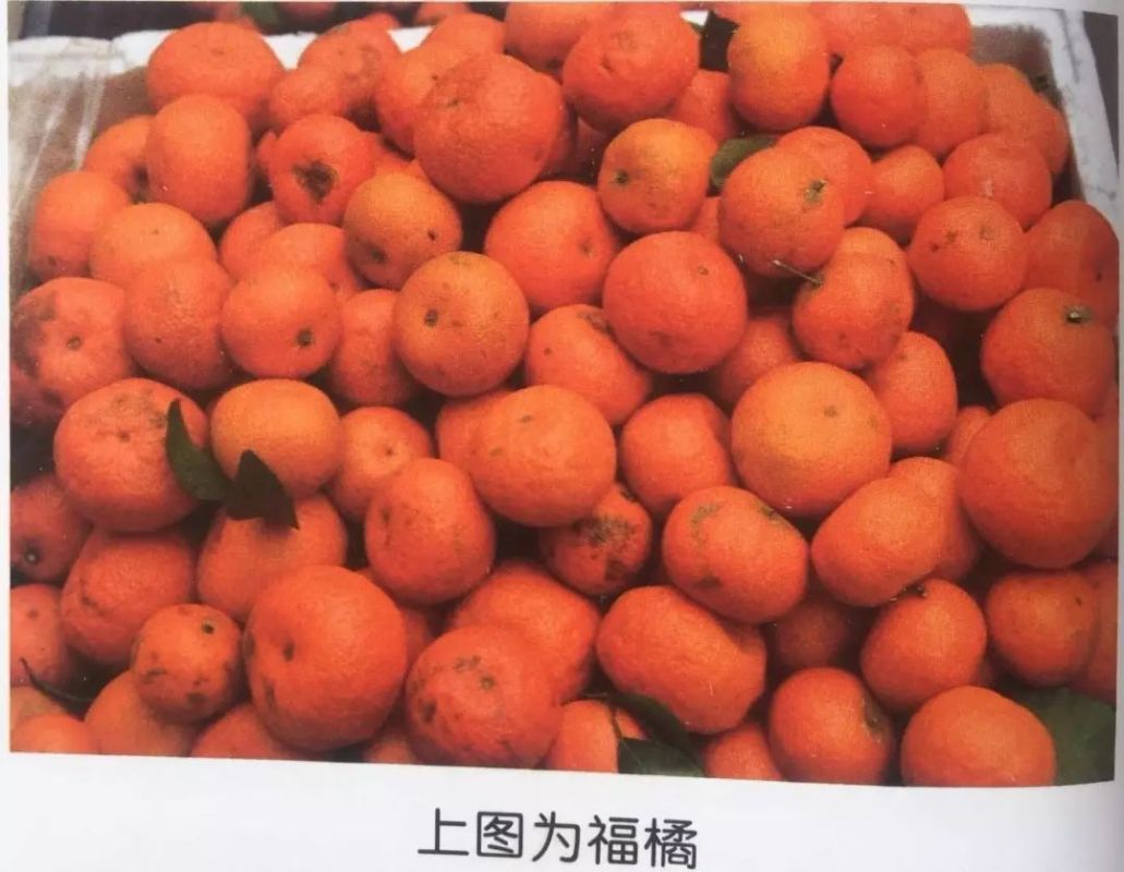 广陈皮才是正宗地道陈皮，你知道如何鉴别吗？