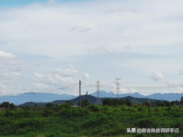 新会陈皮产地深度解读：市场龙蛇混杂，爱好者亲自收柑皮