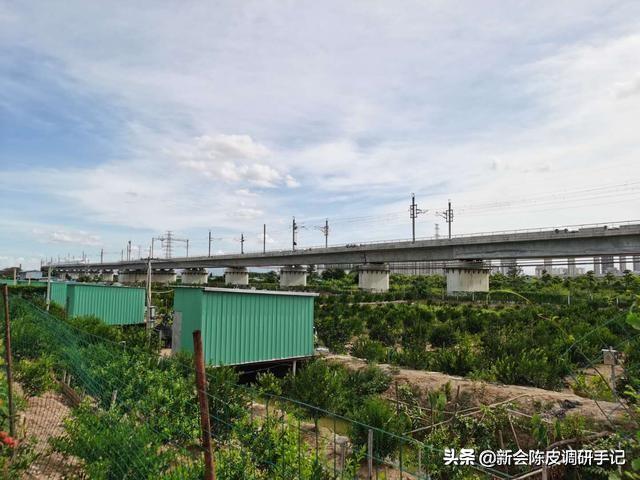 新会陈皮产地深度解读：市场龙蛇混杂，爱好者亲自收柑皮